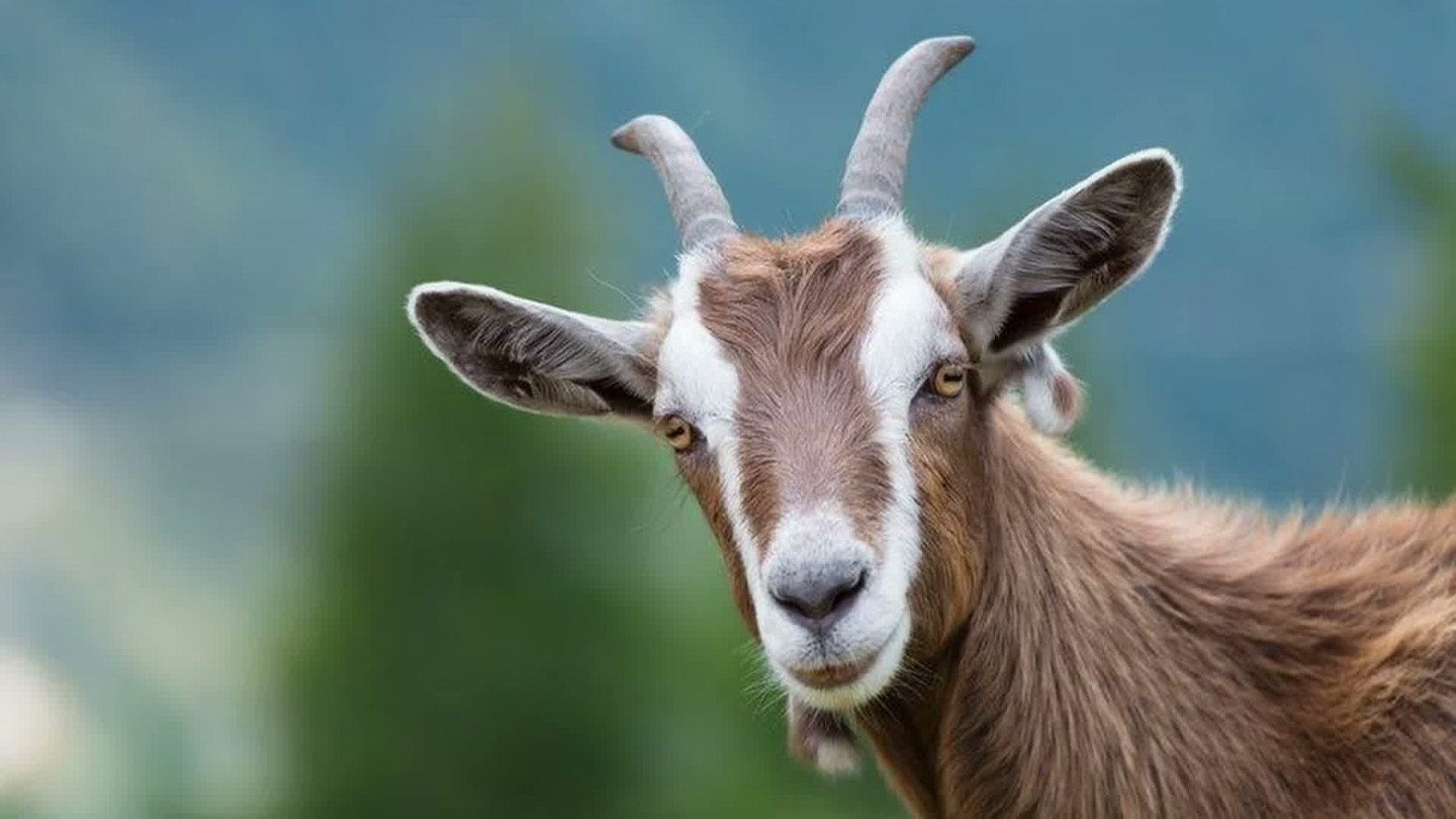 Марк Цукерберг потратил 88 миллиардов долларов на мир без ног - 19